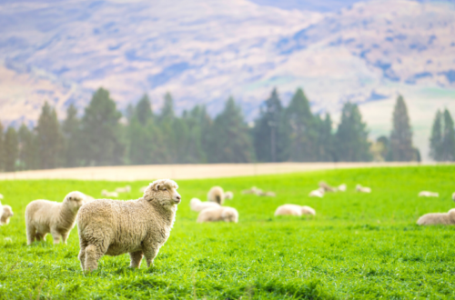 Pastor Appreciation image of sheep in a pasture