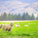 Pastor Appreciation image of sheep in a pasture