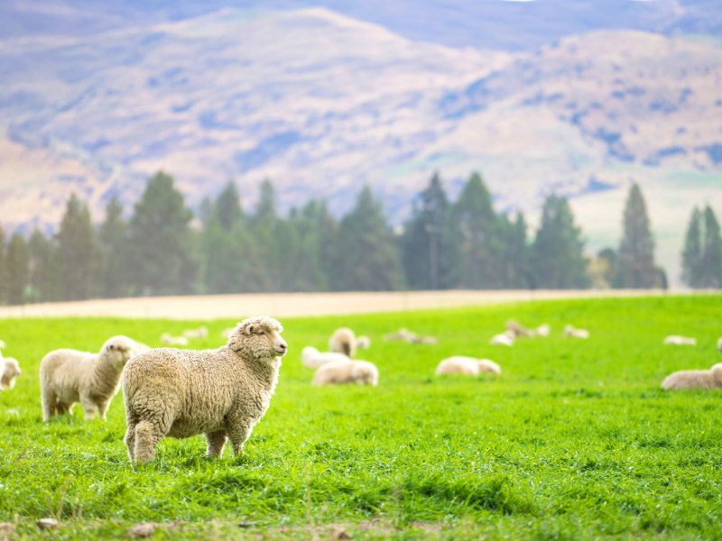 Pastor Appreciation image of sheep in a pasture