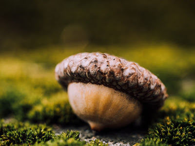 An acorn lying on moss.