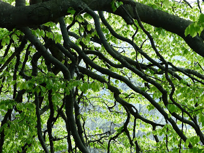 Shady tree branches