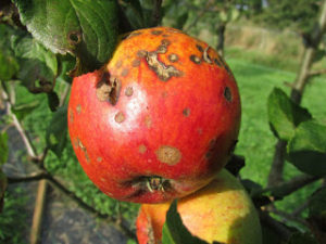 diseased apple