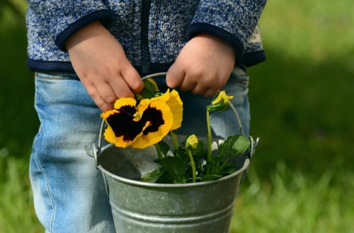 Child holding bucket of flowers ready to share