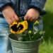 Child holding bucket of flowers ready to share