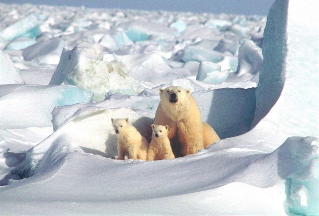 Mama polar bear isolating two cubs in the snow. Is she in a mode of panic or peace?